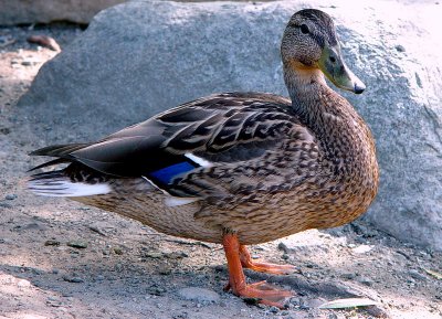 A Duck