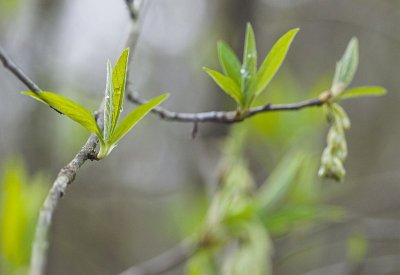 Buds Everywhere