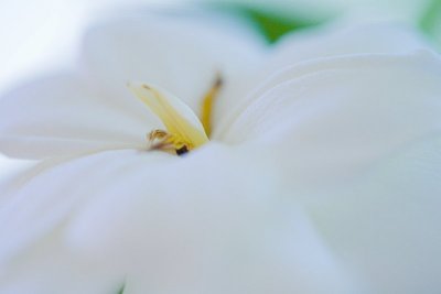 Gardenia