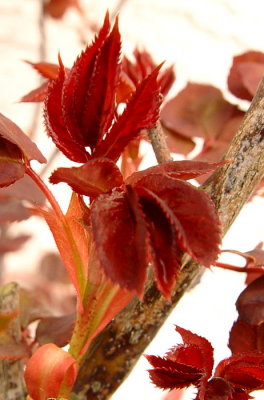 Young Leaves