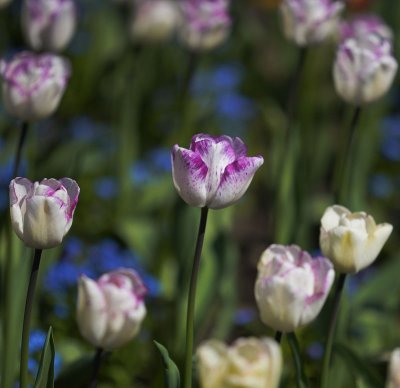 Tulip Kaleidoscope