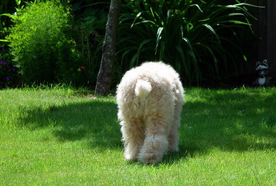 Heading for the shade