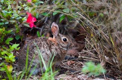 Rabbit in our Lawn