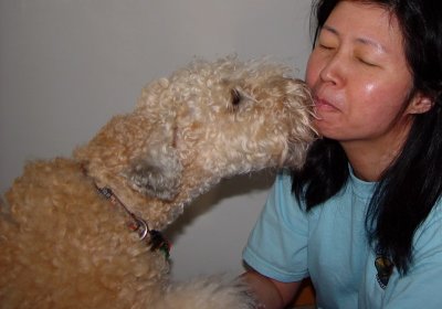Wheaten Welcome!
