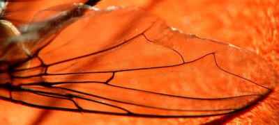 Wing of a Fly
