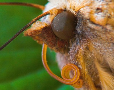 Profile Portrait of a Moth