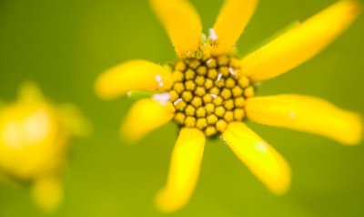 Impression of a Sea Star