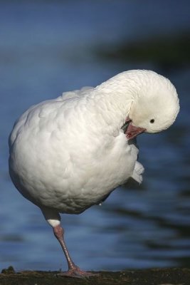 Snow Goose (Anser caerulescens)