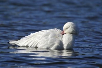 Snow Goose (Anser caerulescens)