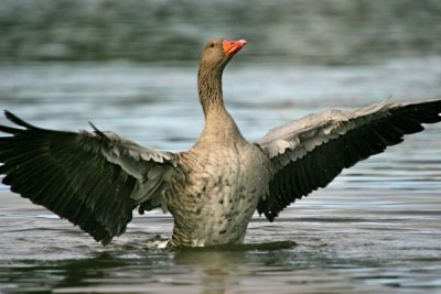 Greylag Goose (Anser anser)