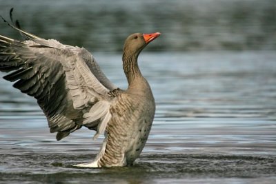 Greylag Goose (Anser anser)