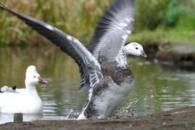 Snow Goose (Anser caerulescens)