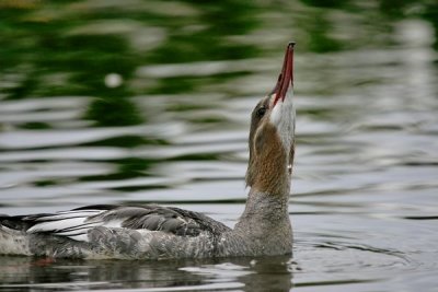 Goosander((Mergus merganser (Female))