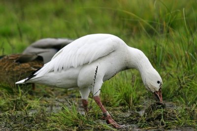 Snow Goose (Anser caerulescens)