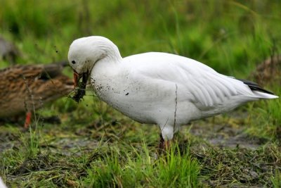 Snow Goose (Anser caerulescens)