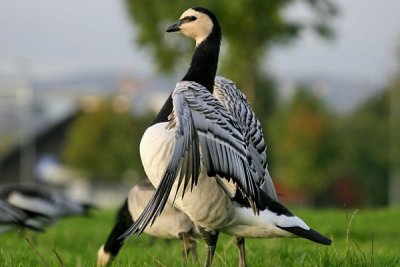 Bernacle Goose (Branta leucopsis)