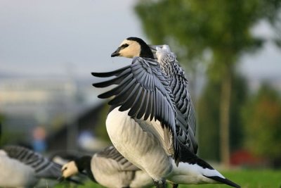 Bernacle Goose (Branta leucopsis)