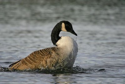 Canada Goose(Branta canadensis)