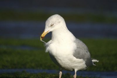 Herring Gull(Larus argentatus)