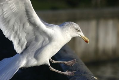 Herring Gull(Larus argentatus)