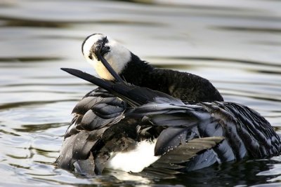 Bernacle Goose (Branta leucopsis)