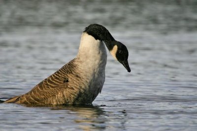 Canada Goose(Branta canadensis)