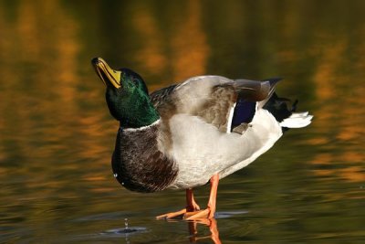 Mallard (Anas platyrhynchos)