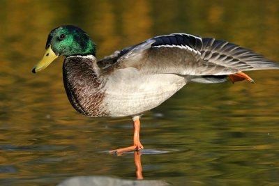 Mallard (Anas platyrhynchos)