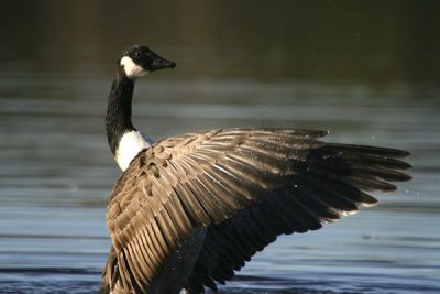 Canada Goose(Branta canadensis)