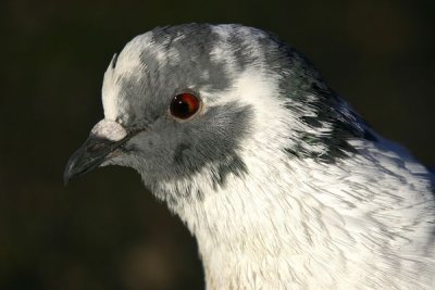 Rock Dove (Columba livia )