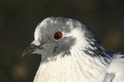 Rock Dove (Columba livia )