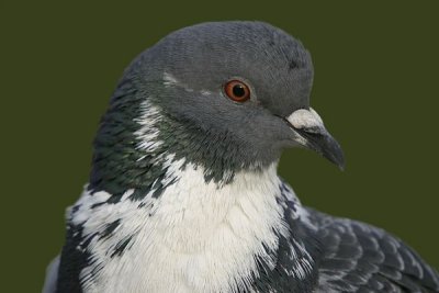 Rock Dove (Columba livia )