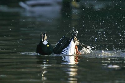 Common Goldeneye (Bucephala clangula)