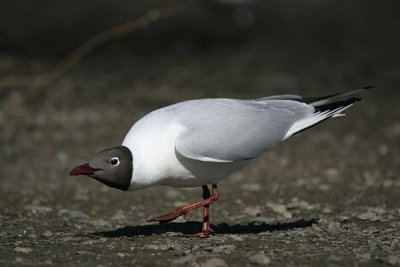 Black-headed Gull (Larus ridibundus)