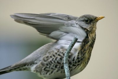 Fieldfare(Turdus pilaris)