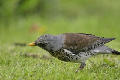 Fieldfare(Turdus pilaris)