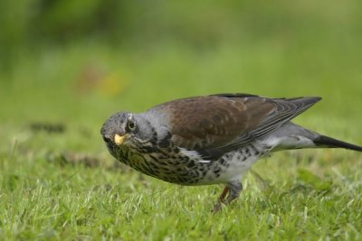 Fieldfare(Turdus pilaris)