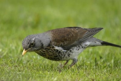 Fieldfare(Turdus pilaris)