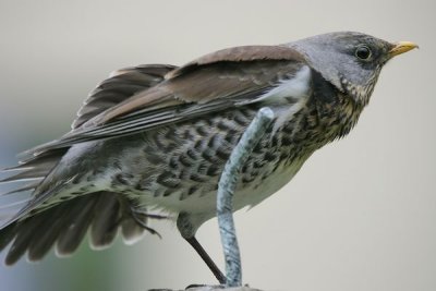 Fieldfare(Turdus pilaris)