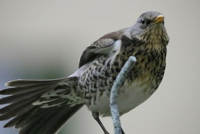 Fieldfare(Turdus pilaris)