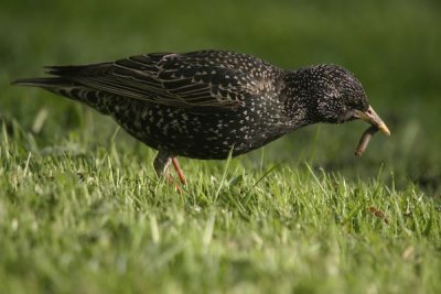 Common Starling (Sturnus vulgaris)