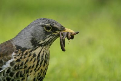 Fieldfare(Turdus pilaris)