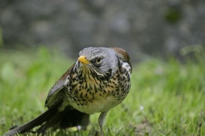 Fieldfare(Turdus pilaris)