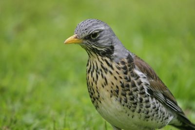 Fieldfare(Turdus pilaris)