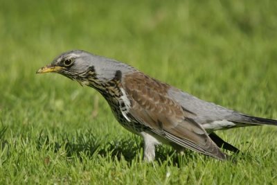 Fieldfare(Turdus pilaris)