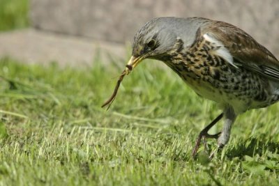 Fieldfare(Turdus pilaris)