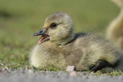 Canada Goose(Branta canadensis)