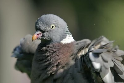 Woodpigeon (Columba palumbus)