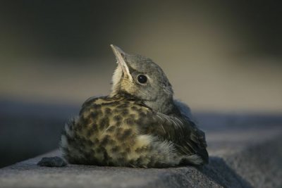 Fieldfare(Turdus pilaris)