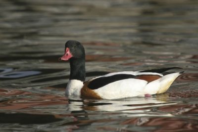 Common Shelduck (Tadorna tadorna)male